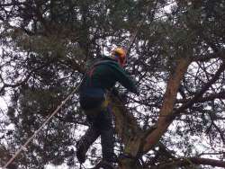 rooien van bomen in gilze rijen op de atalanta